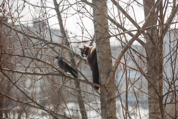 The cat and the bird on the tree.