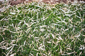 dead bamboo leaves on early spring grass