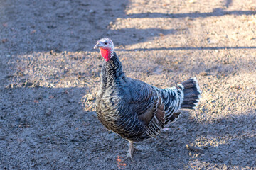 Turkey female, hen. Portrait. On ground background. Scientific name - Meleagris gallopavo. Breed - Royal Palm. 