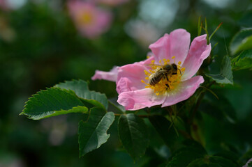 Dog rose and the bee, working bee macro close up