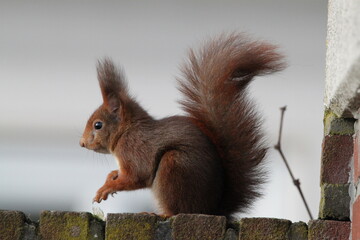 squirrel in the city
