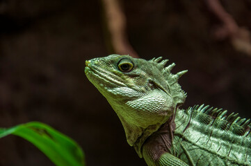 Closeup of a Chinese water dragon