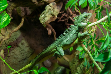 A Chinese water dragon climbing on a branch.