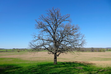 single tree in a country field