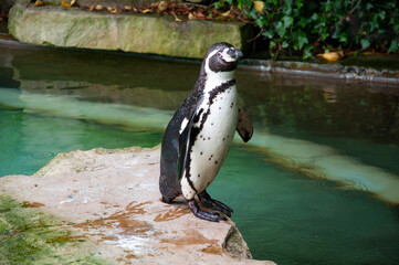 Naklejka premium A Humboldt Penguin standing by water.