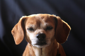 Cute brown dog portrait on black background