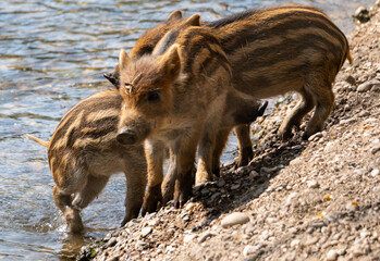 Baby wild boars playing next to the river