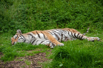 An Amur Tiger sleeping in the sunlight.