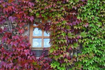 Fenêtre encerclée de vigne verte et rouge en automne
