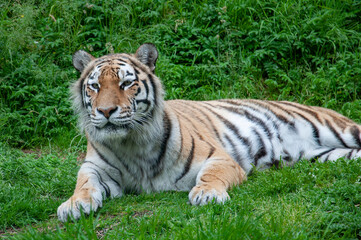 Naklejka na ściany i meble An Amur Tiger laying on grass.
