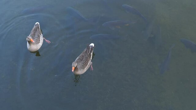 Graugans (Anser anser) und Fische, Bavaria, Germany