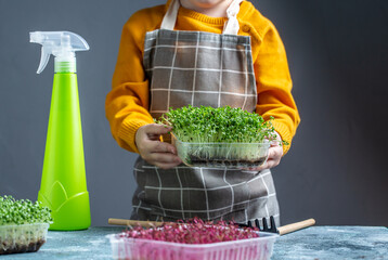 happy child takes care of microgreen at home watering with drops of water in frozen motion. Little gardener. Vegan and healthy eating concept