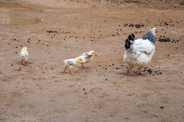 Hen walking with young chicks.