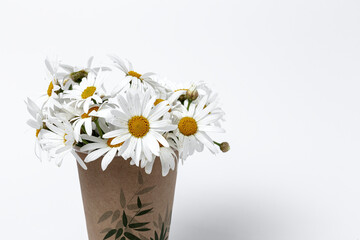 Fresh daisy flowers on colorful backgrounds
