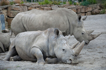 Obraz premium A group of Southern White Rhinoceros resting together.