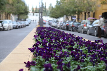flower , tree and some local architecture of downtown Beirut, lebanon