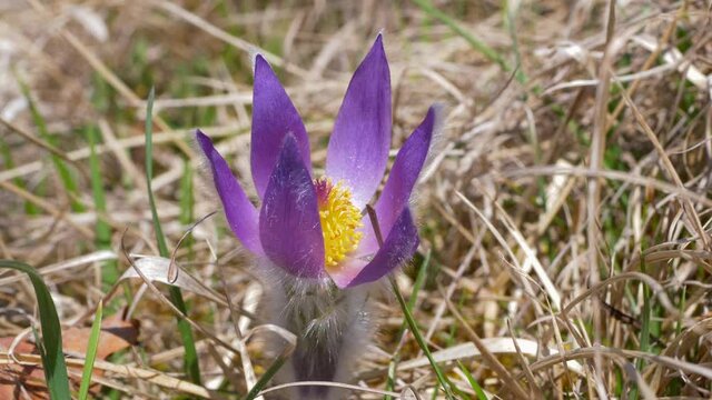 Gew&ouml;hnliche Kuhschelle (Pulsatilla vulgaris)