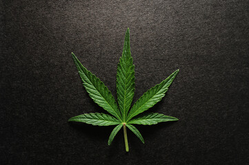 Beautiful cannabis leaf isolated on black background. Fresh marijuana plant close-up, top view, flat lay.