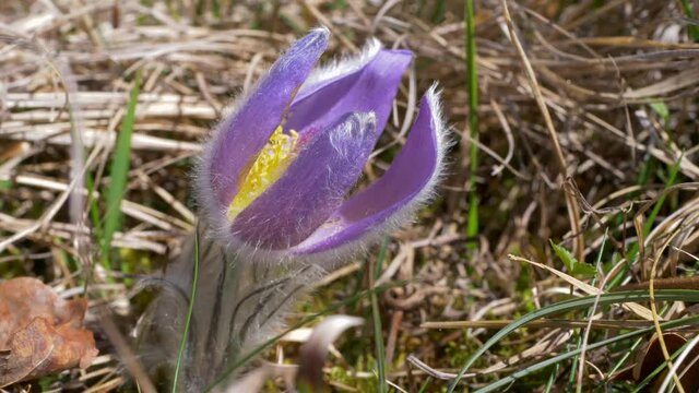 Gew&ouml;hnliche Kuhschelle (Pulsatilla vulgaris)