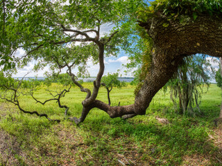 Fototapeta na wymiar Live Oak tree overhanging green field in Myakka River State Park in Sarasota Florida USA
