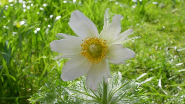 Wei&szlig;e Kuhschelle, Alba, Pulsatilla vulgaris, Bayern, Deutschland
