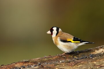 Obraz premium The European goldfinch or simply the goldfinch (Carduelis carduelis) sitting on the old branch.