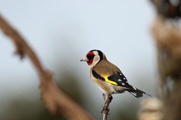 The European goldfinch or simply the goldfinch (Carduelis carduelis) sitting on the old branch.