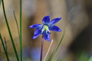 Blausternchen