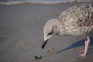 An der Ostsee: Kühlungsborn