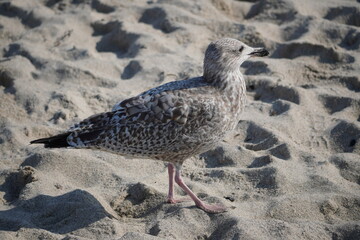 An der Ostsee: Kühlungsborn