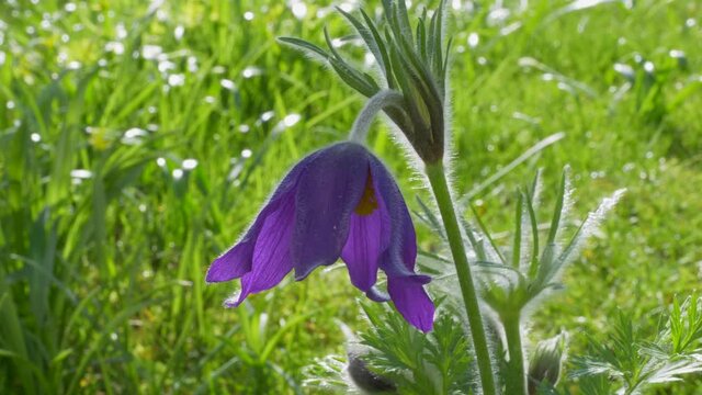 Gew&ouml;hnliche Kuhschelle (Pulsatilla vulgaris)