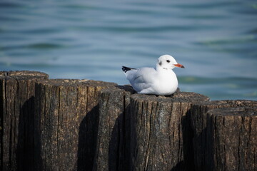 An der Ostsee: Kühlungsborn
