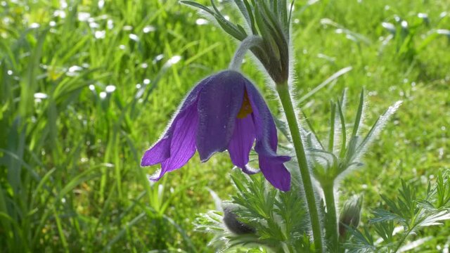 Gew&ouml;hnliche Kuhschelle (Pulsatilla vulgaris)