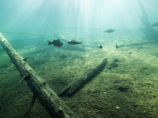 Underwater view of sunken trees and fish in forest lake