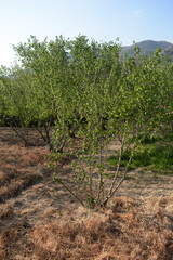 Obraz premium ALBERI DI NOCCIOLE,GIFFONI VALLE PIANA,1 APRILE 2021.