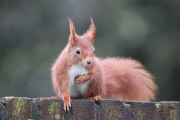 squirrel in the park
