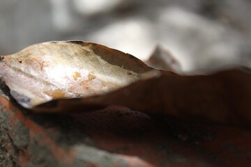 close up of a Dry leaf  on a tree