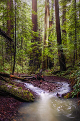 Redwood Forest Landscape in Beautiful Northern California - 424820970