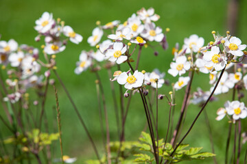 Small young white flowers in a bright tender daylight