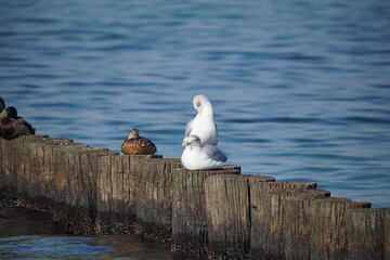 An der Ostsee: Kühlungsborn