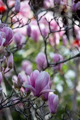 Foto op Canvas Beautiful flowering tree with pink magnolia flowers. Spring blooming background © Maria Volkova
