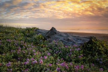 Fototapeta na wymiar Sunset at a Rocky Beach, Northern California Coast
