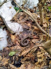 Snake on the ground