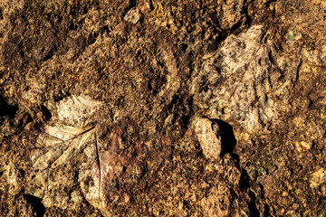 Image of Petrified Leaf Imprints in Sandstone, Oregon