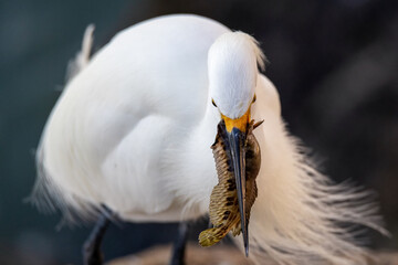 Wild Egret on the Atlantic Ocean, Florida, USA - 424823531