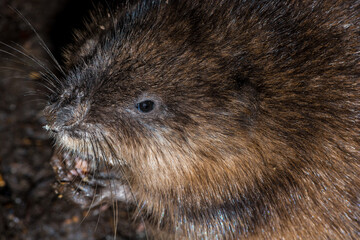 Portrait of a Muskrat (Ondatra zibethicu)