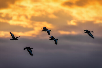 A group of whistling ducks fly off in the sunset. - 424824580