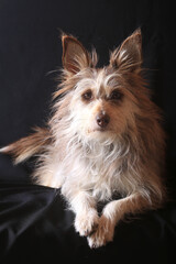 Cute brown dog portrait on black background
