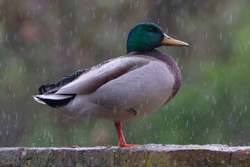 Gray-winged, green-headed duck perched on a wall during a storm. Bird in the rain. Wild bird. Wild duck.