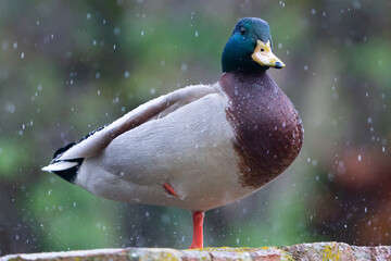 Gray-winged, green-headed duck perched on a wall during a storm. Bird in the rain. Wild bird. Wild...
